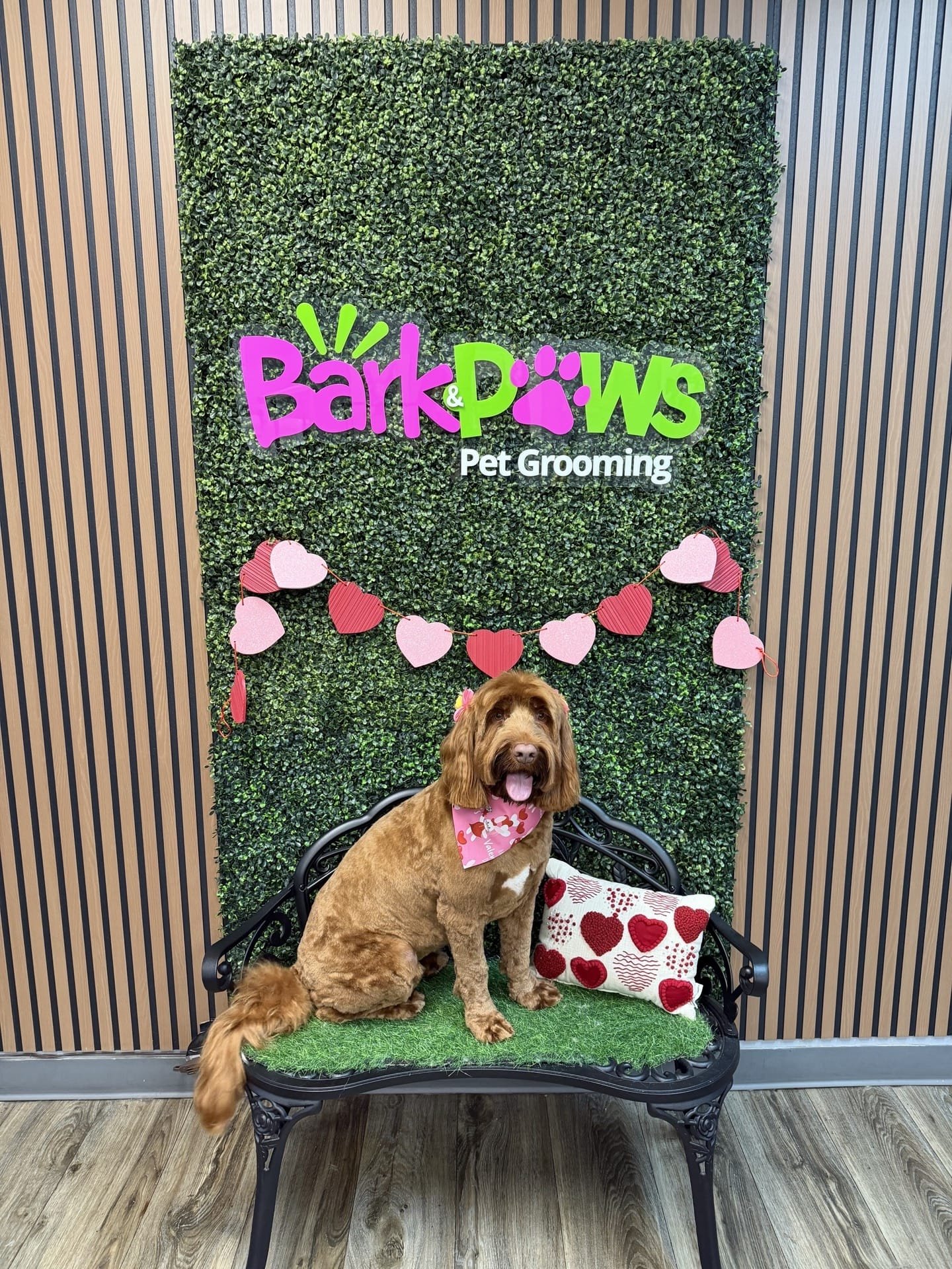 Happy dog after grooming