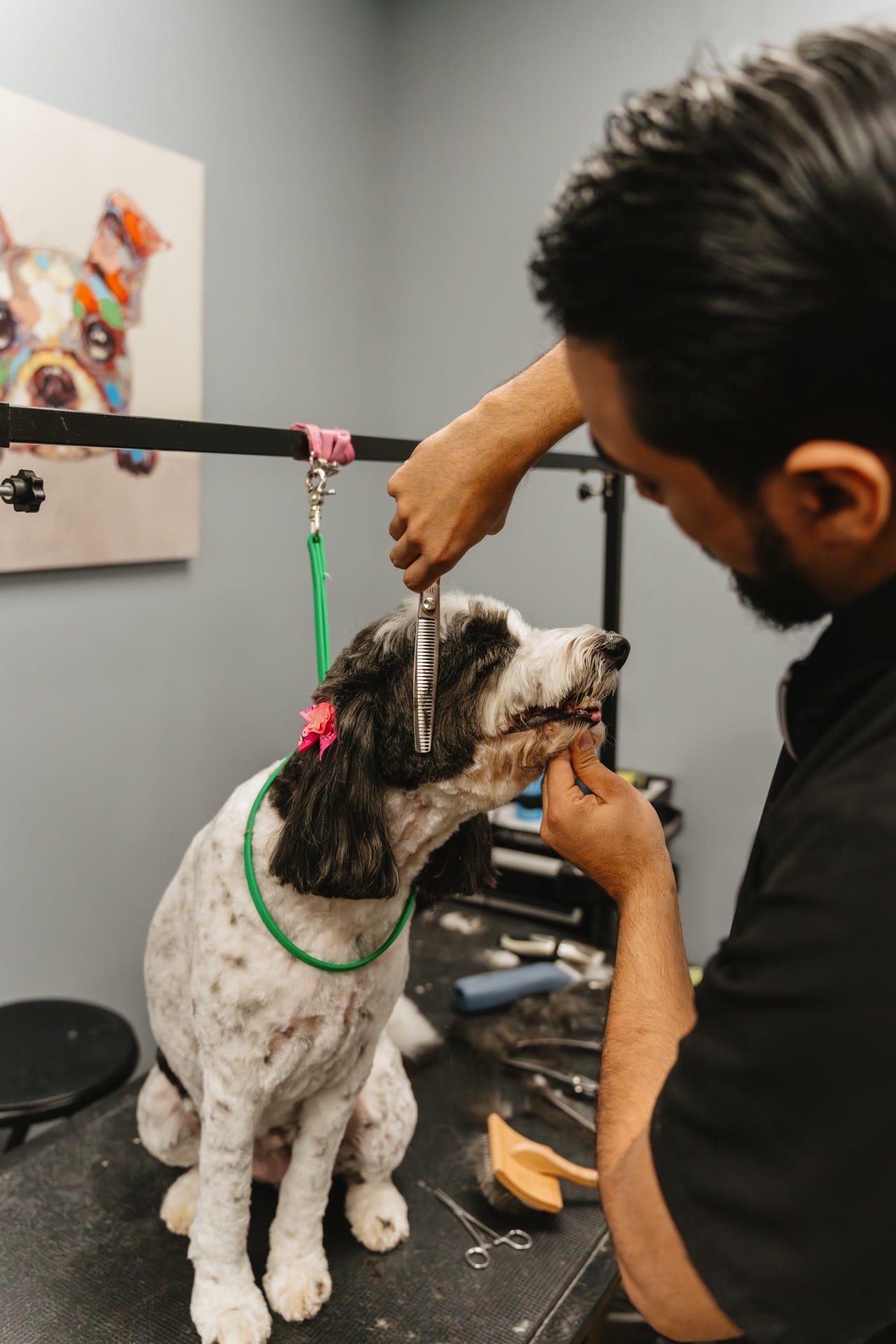 The Bark & Paws team