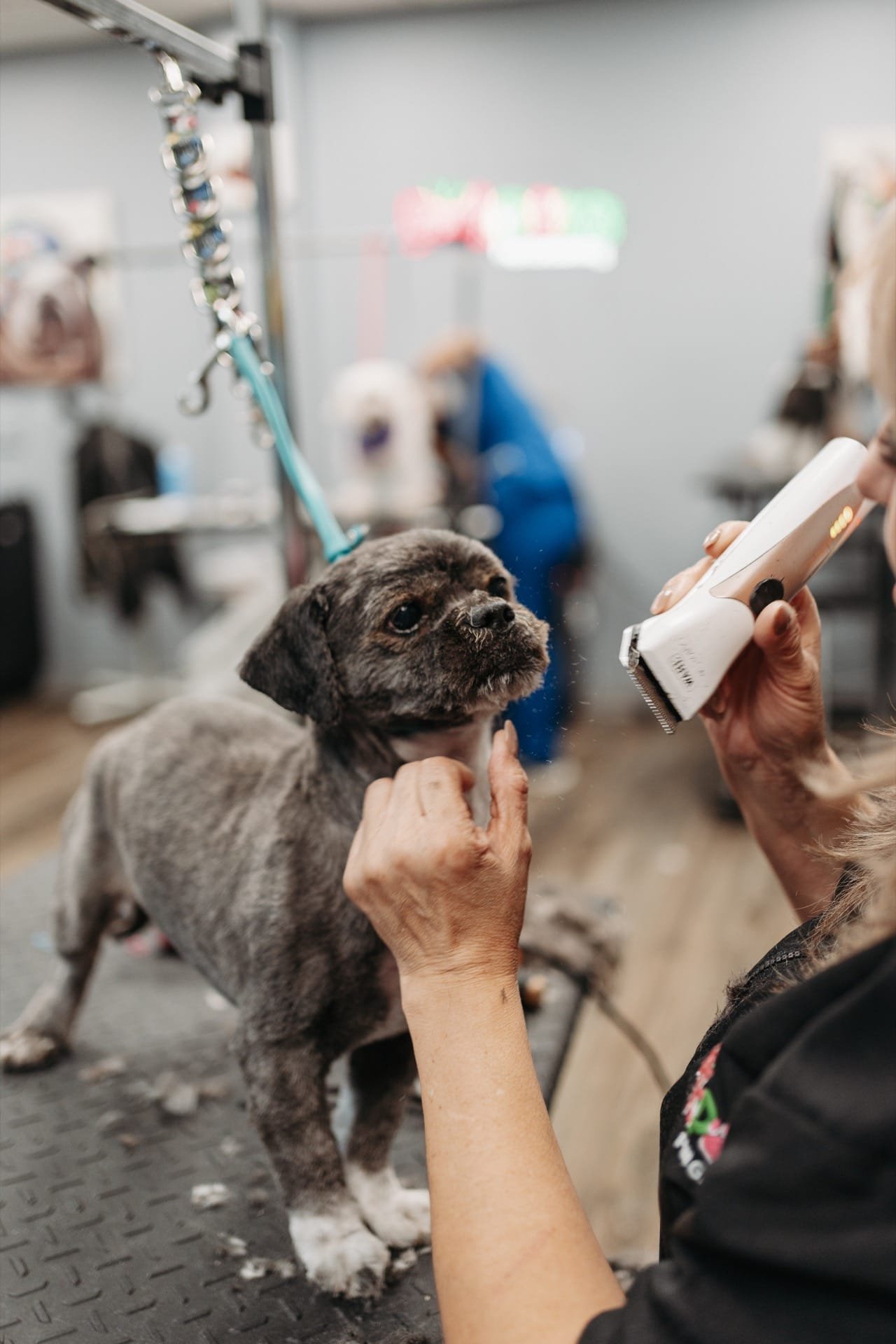 Dog partial grooming