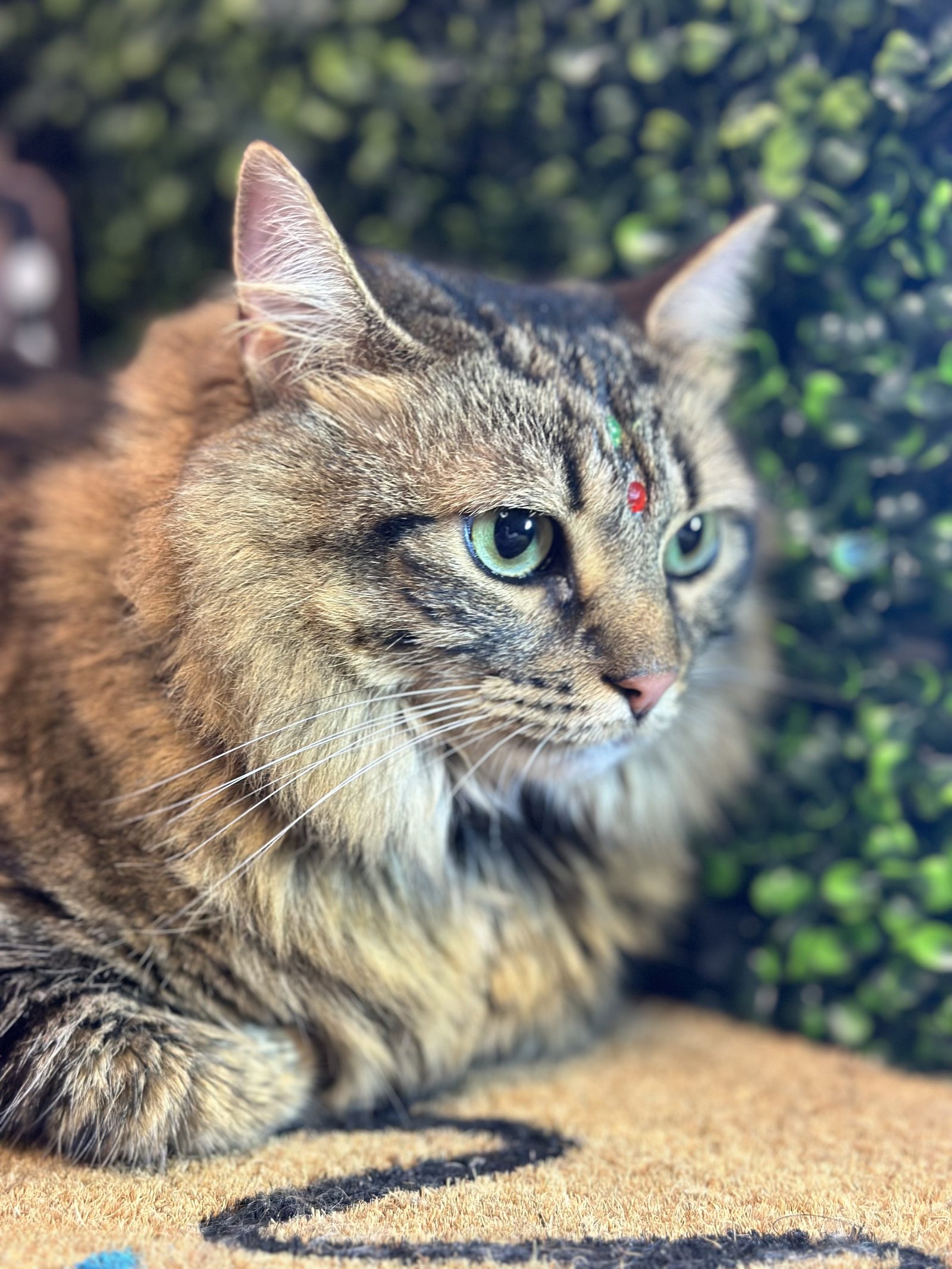 Cat partial grooming